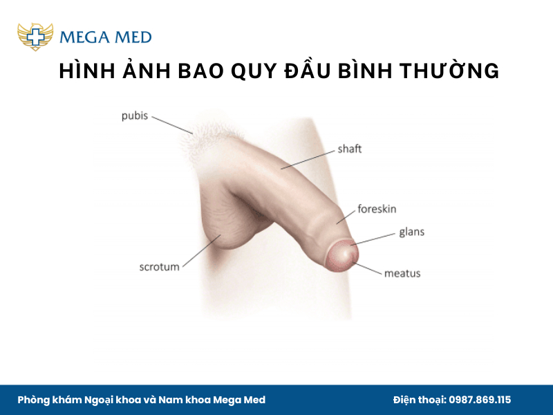 Hình ảnh bao quy đầu bình thường